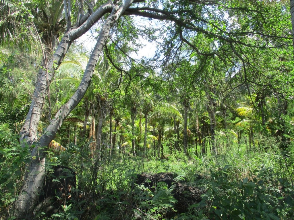 SUSPENSION D’UNE OPÉRATION DE DÉFRICHEMENT DE 35 HECTARES DE FORÊTS SUR L’ÎLE DE LA RÉUNION